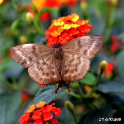 疯狂的弹跳破解版下载